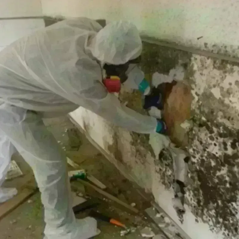 Mold Remediation and Removal in Opp, AL